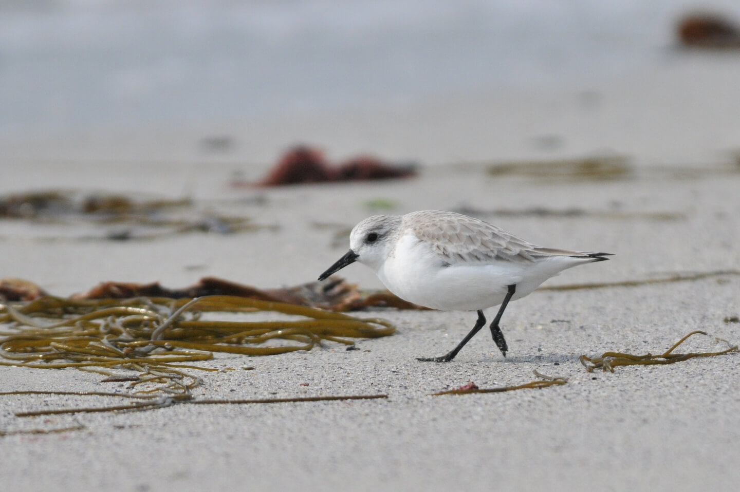 becasseau sanderling molene