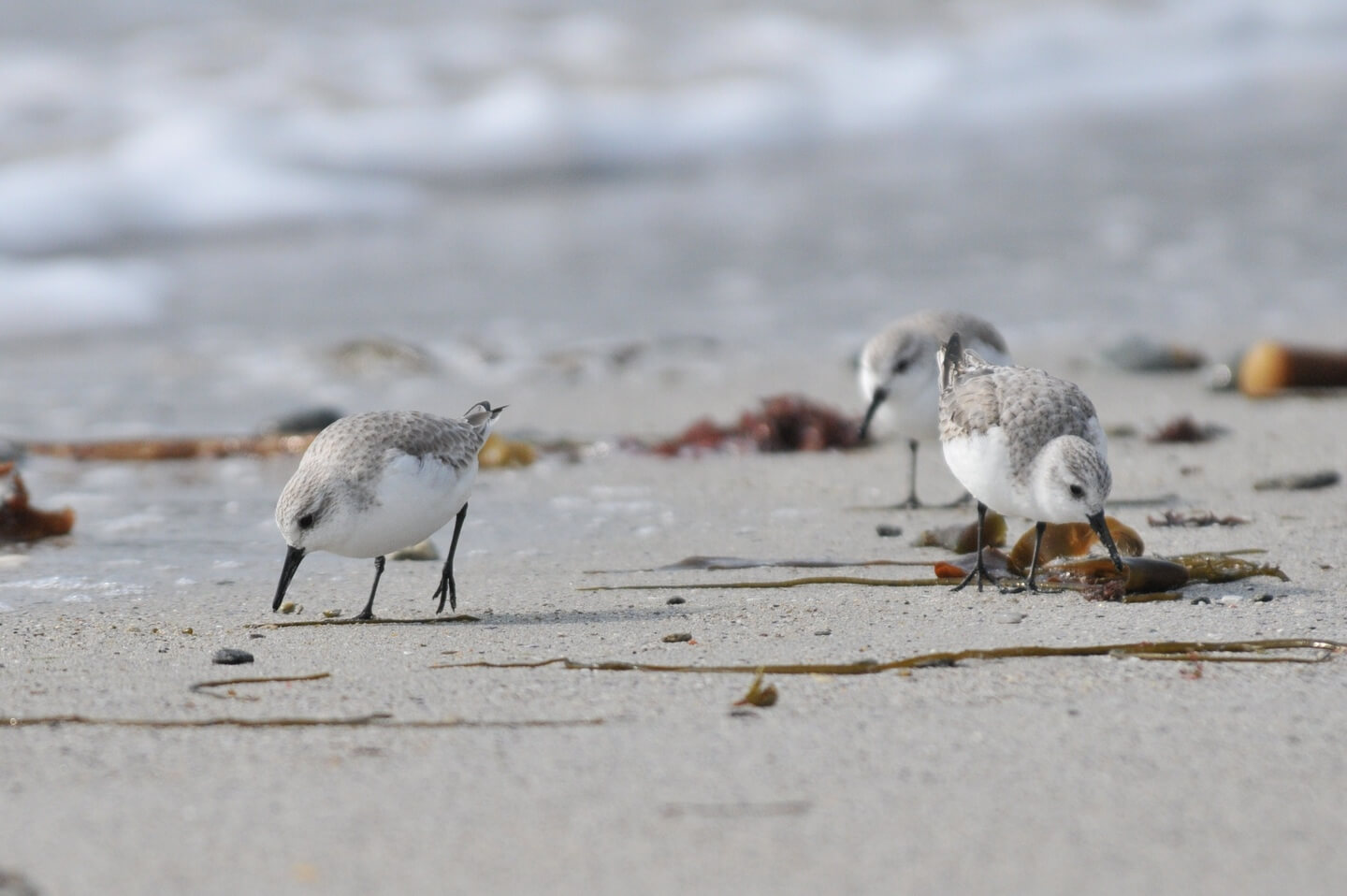 Calidris alba - Sanderling