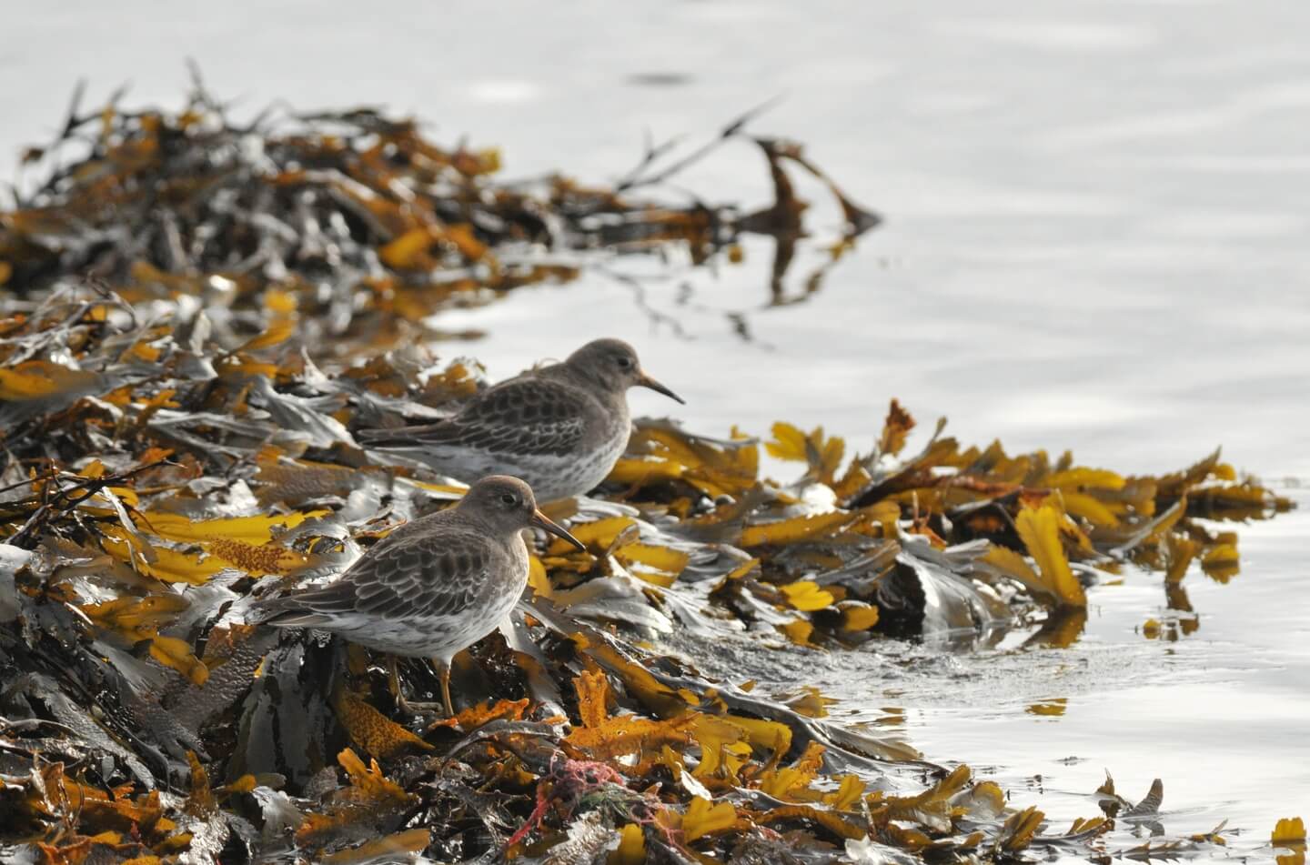 Calidris maritima