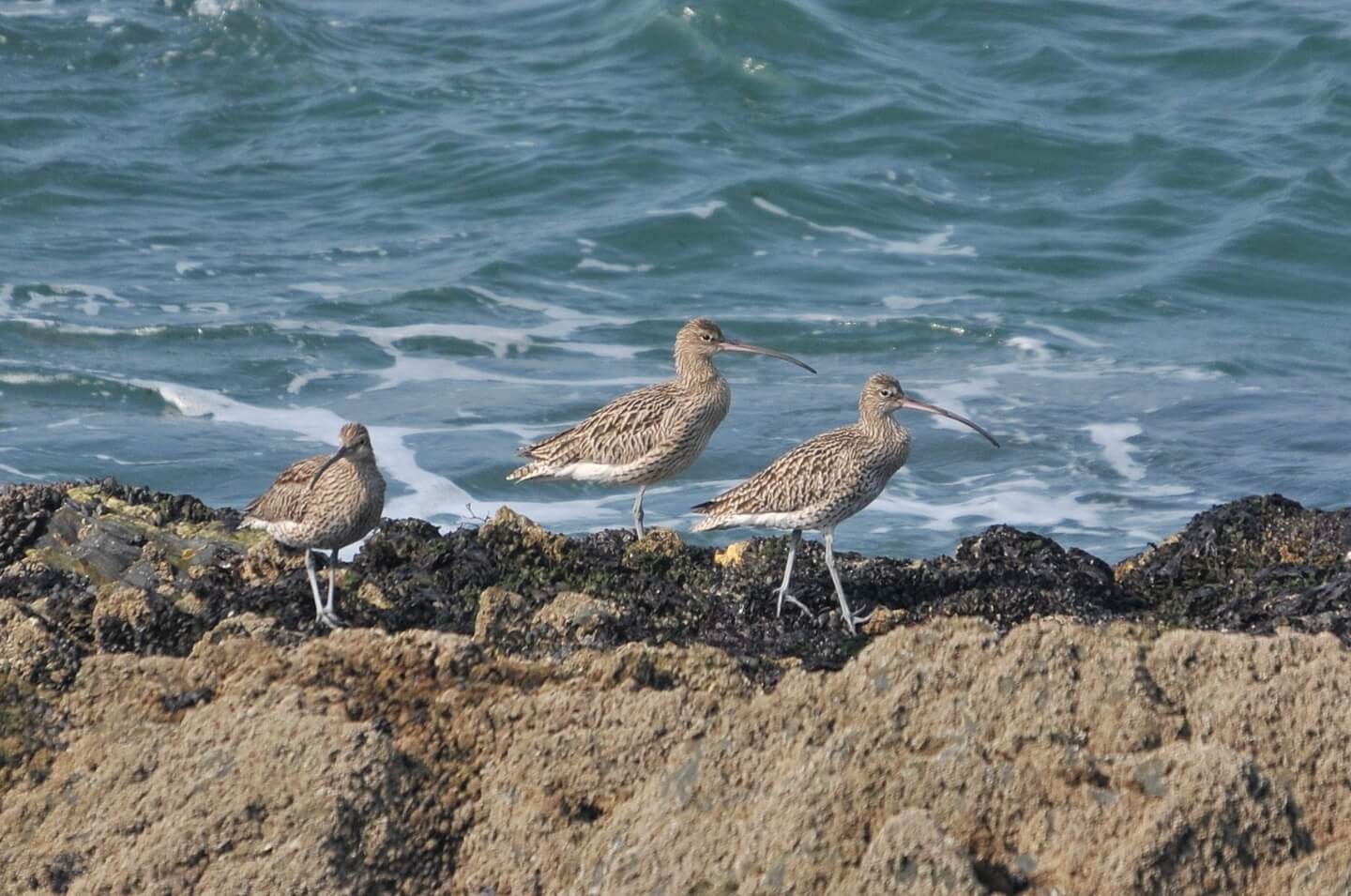 tournepierres à collier