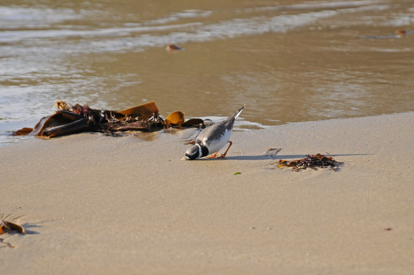 charadrius_hiaticula