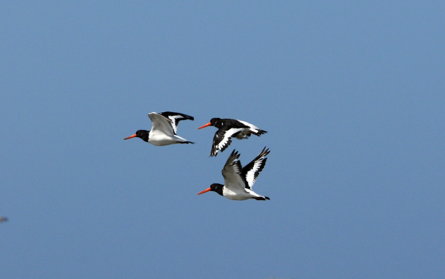 huitriers_pies_haematopus_ostralegus_en_vol
