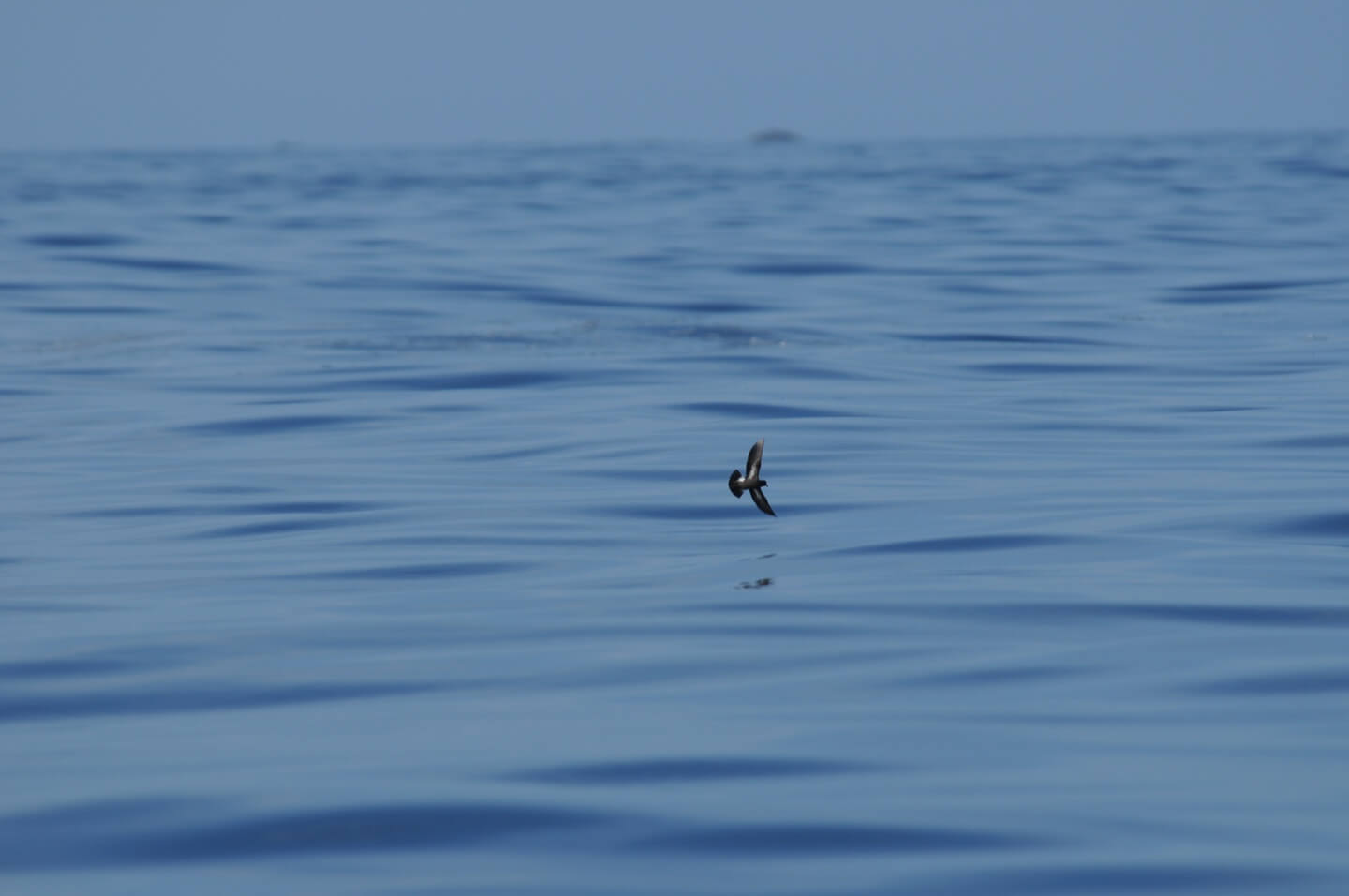hydrobates_pelagicus