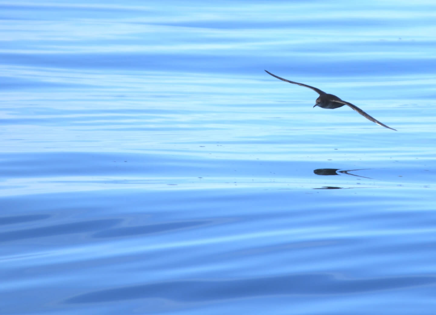 puffinus_mauretanicus