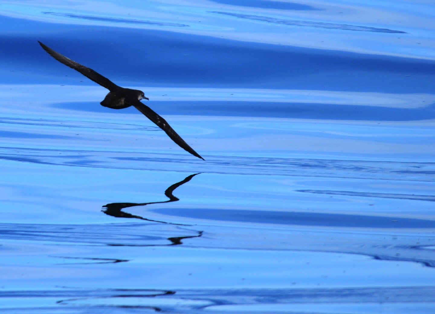 puffinus_mauretanicus en vol