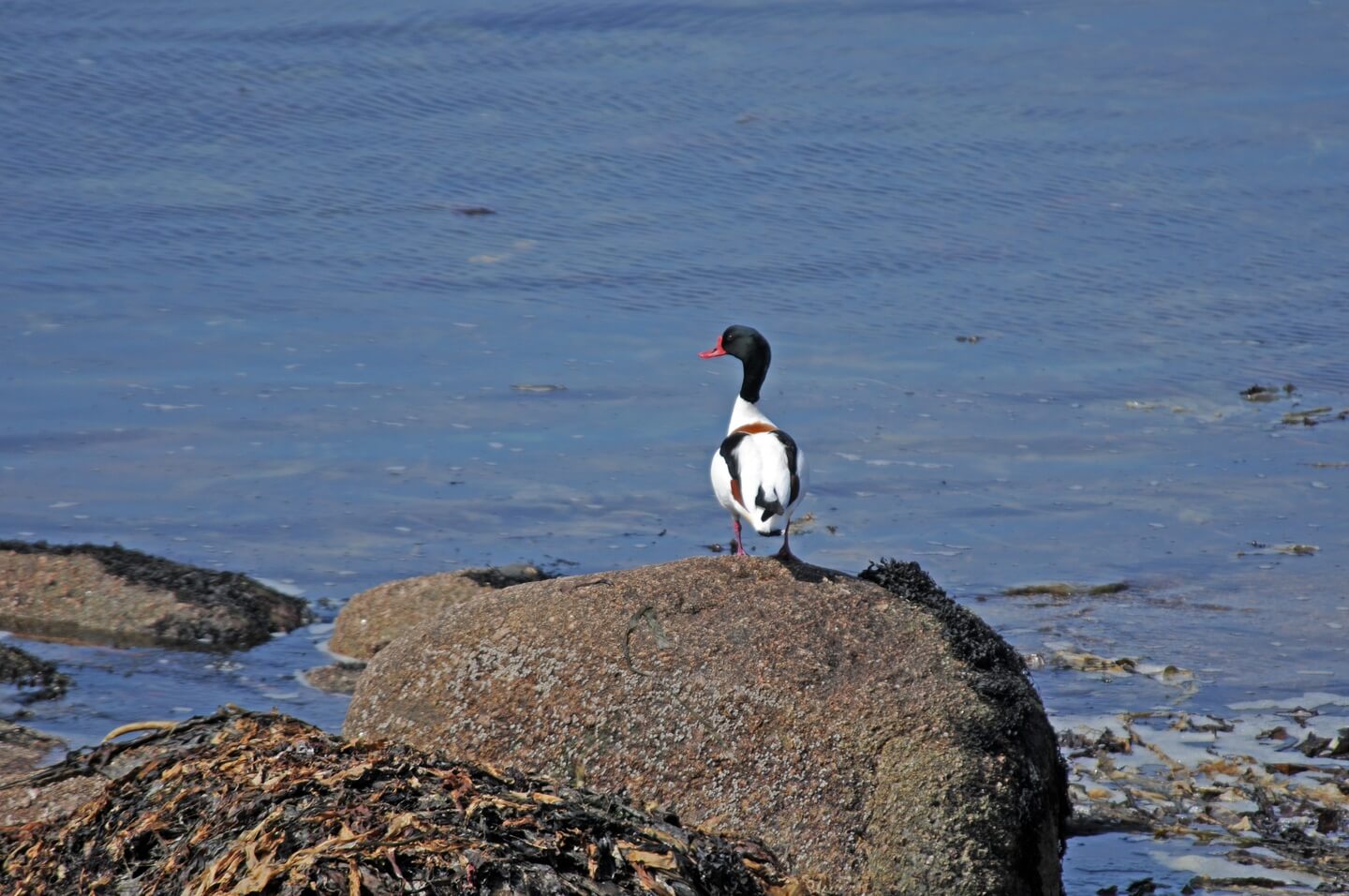tournepierres à collier